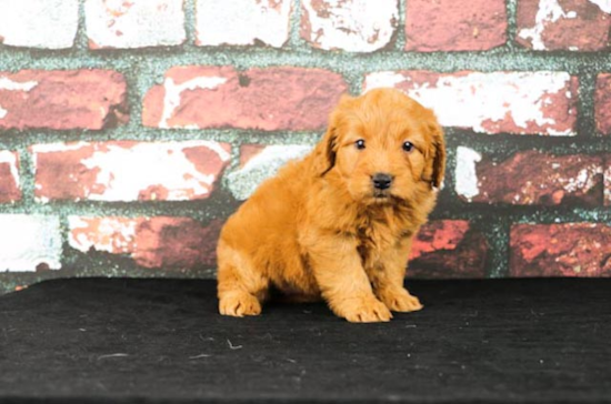 Best Mini Goldendoodle Baby