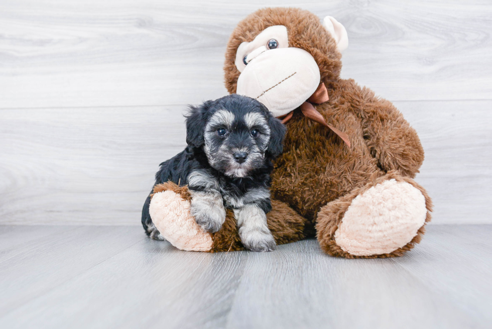 Best Maltipoo Baby