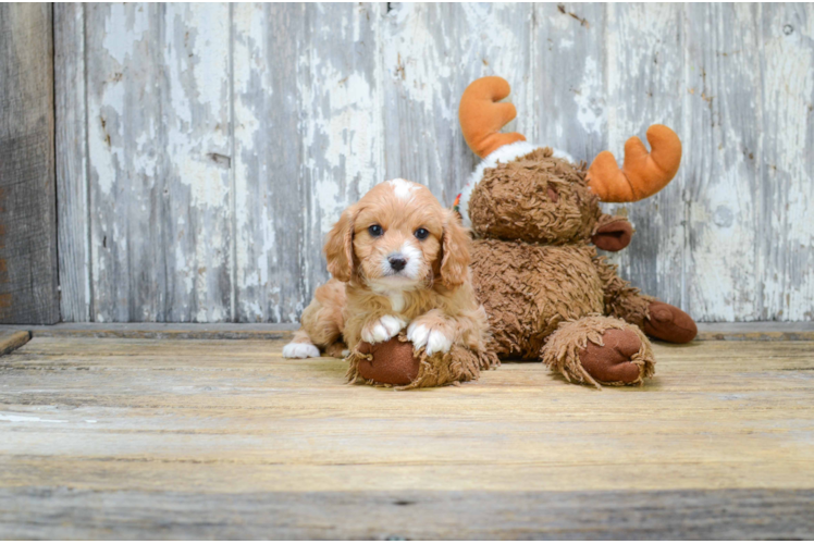 Small Cavapoo Baby