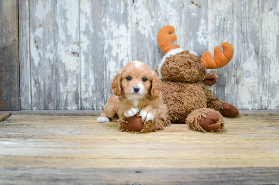 Small Cavapoo Baby