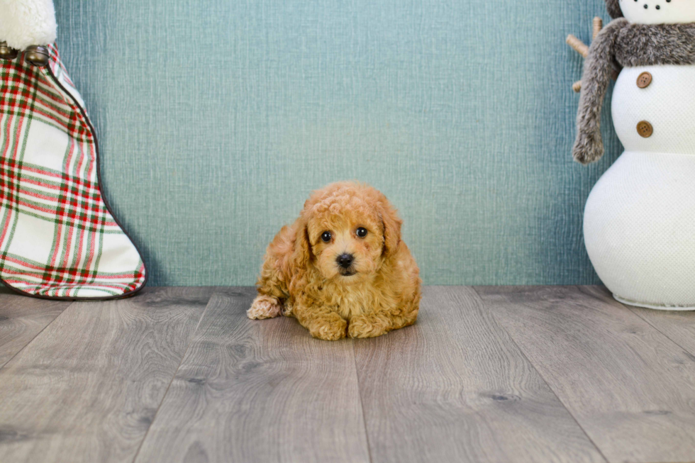 Best Cavapoo Baby