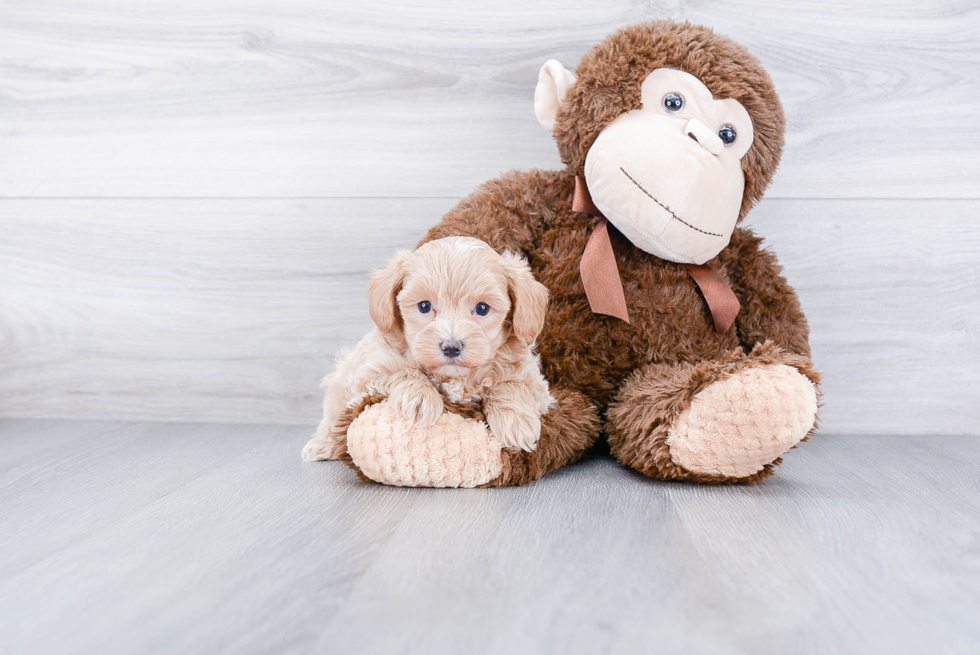 Small Maltipoo Baby