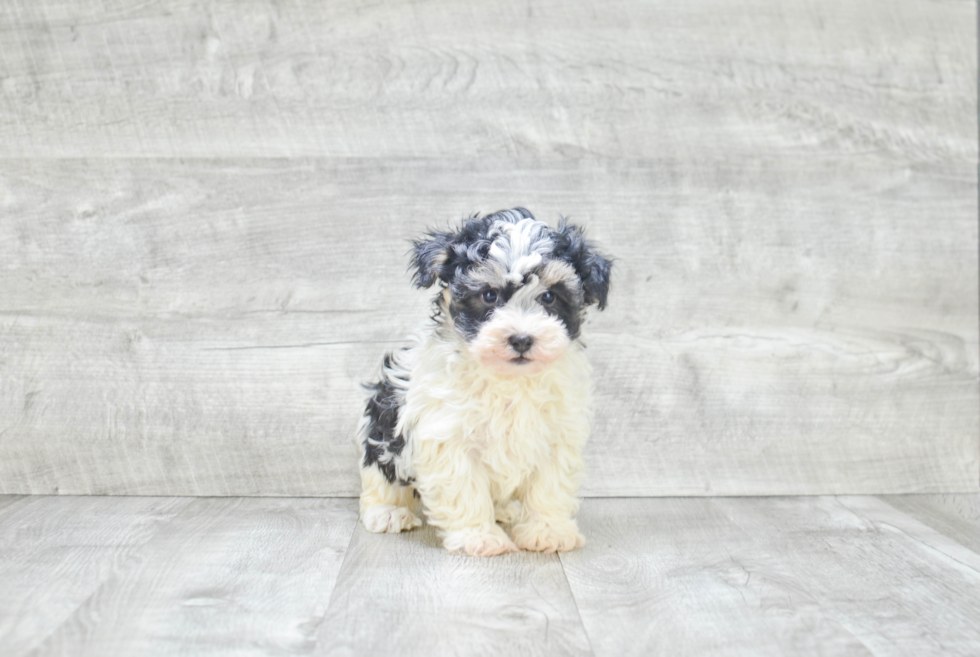 Havanese Puppy for Adoption