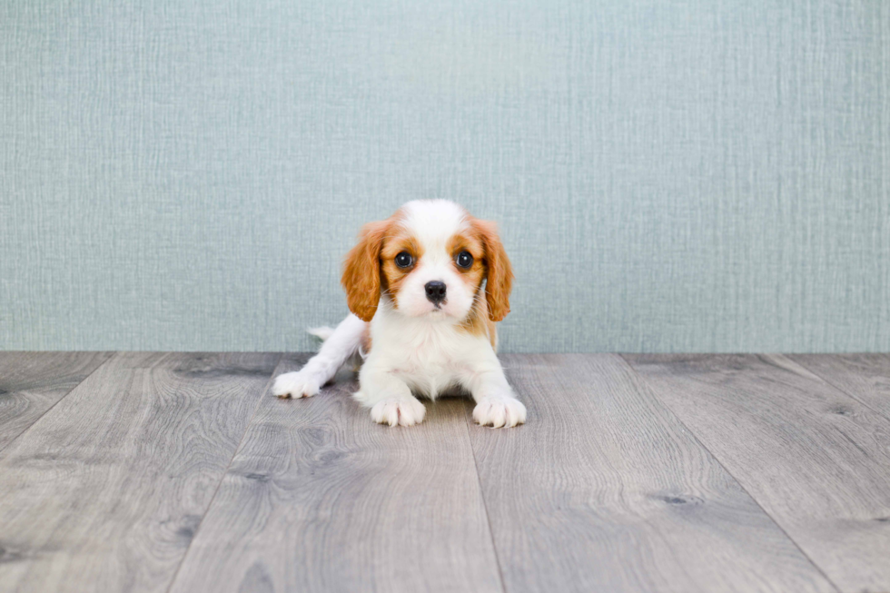 Popular Cavalier King Charles Spaniel Baby