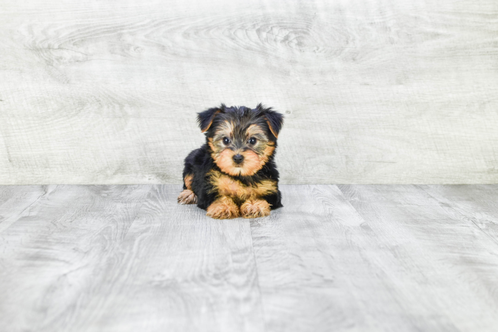 Meet Izzie - our Yorkshire Terrier Puppy Photo 