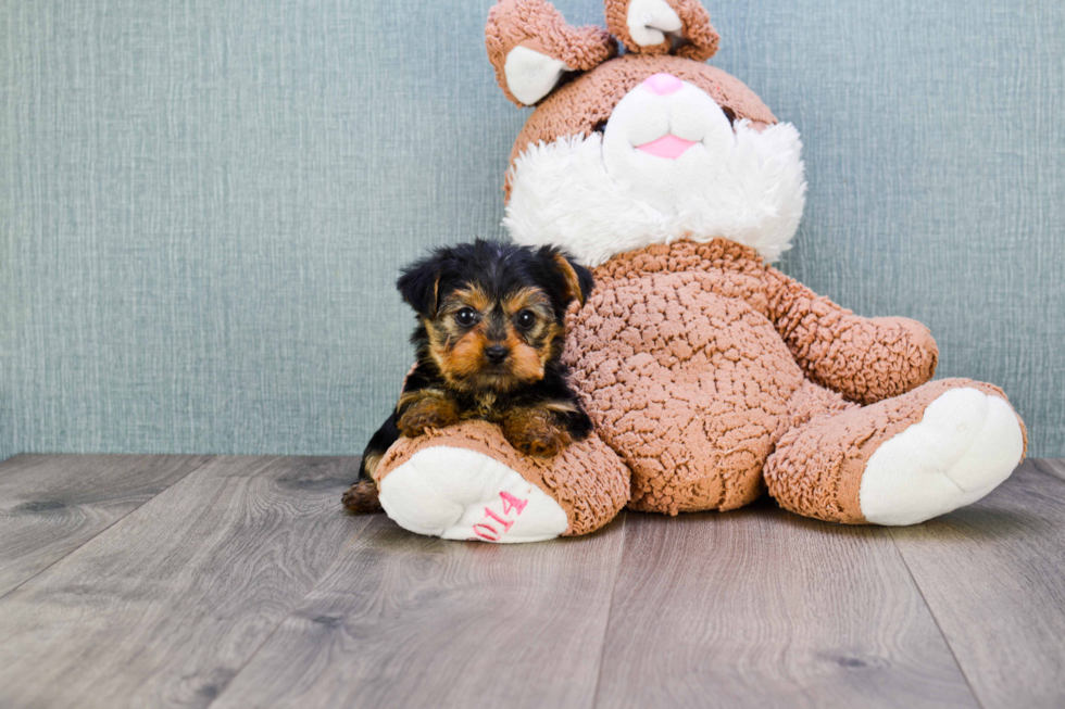 Meet Nugget - our Yorkshire Terrier Puppy Photo 