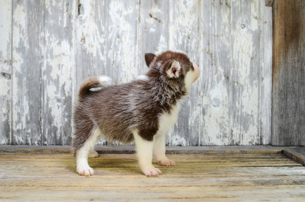 Pomsky Pup Being Cute