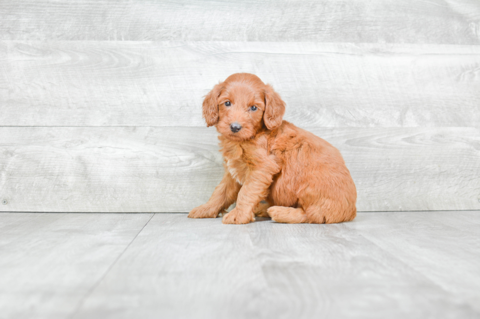 Smart Mini Goldendoodle Poodle Mix Pup