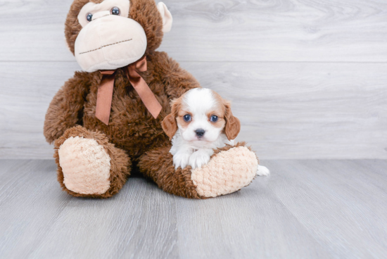 Friendly Cavalier King Charles Spaniel Purebred Pup