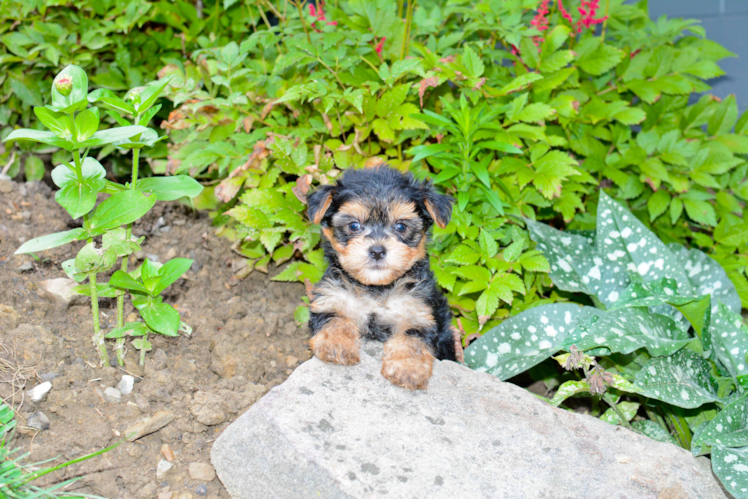 Small Morkie Baby