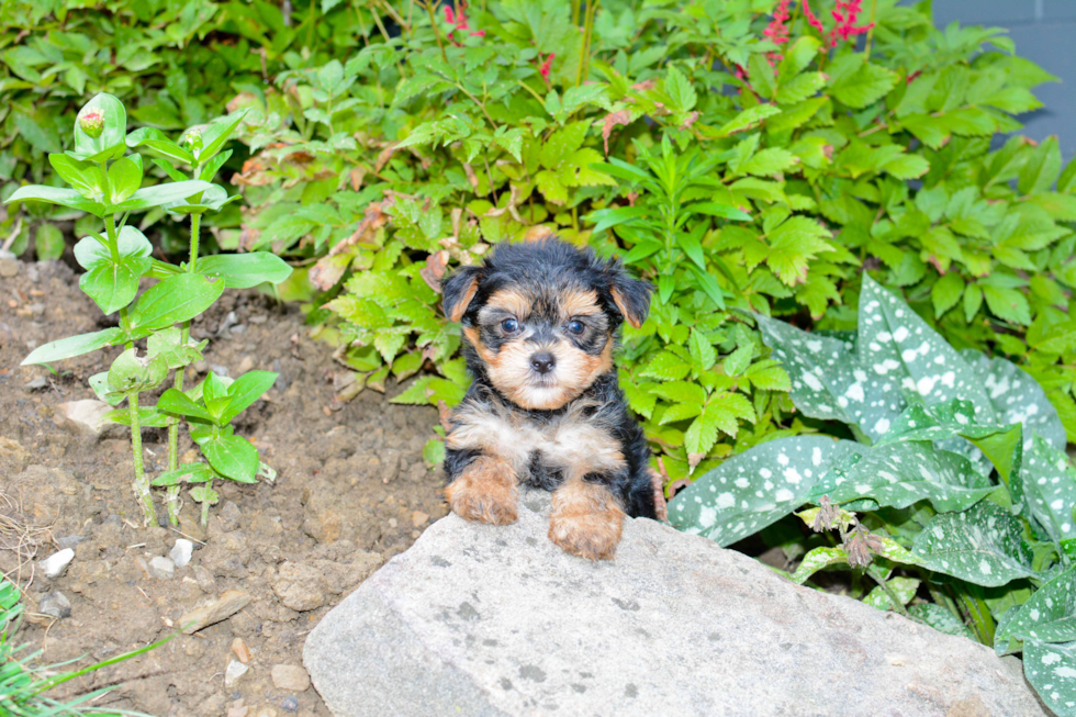 Small Morkie Baby