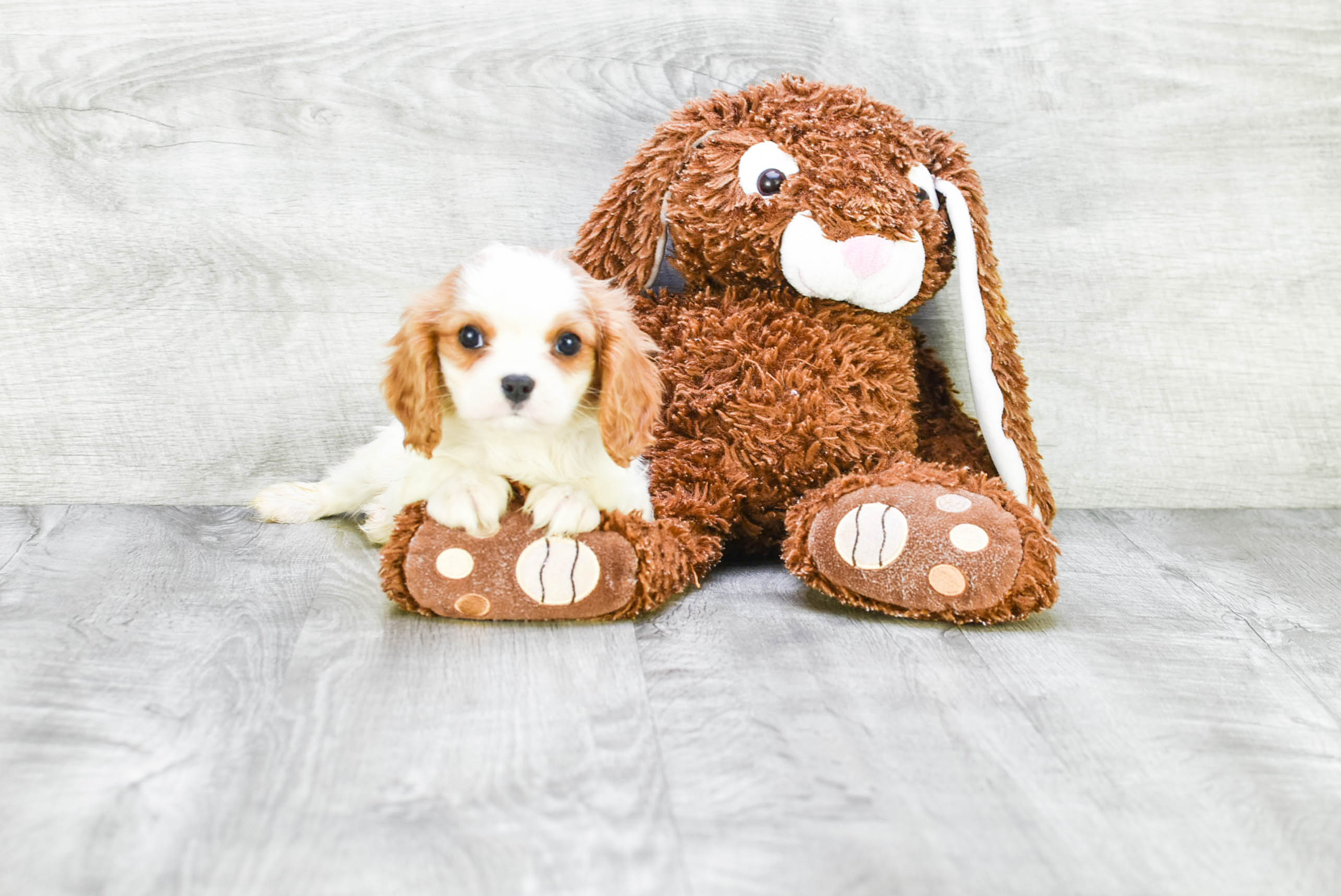 Little Cavalier King Charles Spaniel Purebred Pup