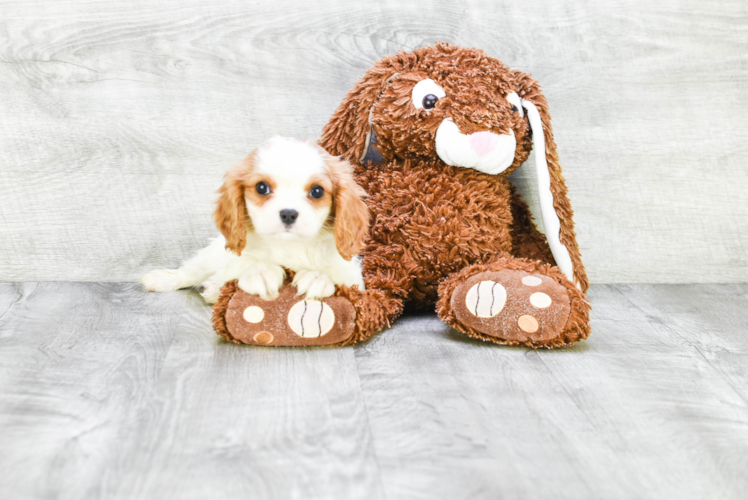 Little Cavalier King Charles Spaniel Purebred Pup
