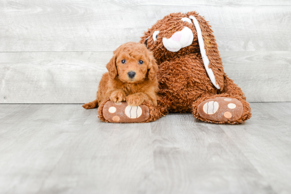 Mini Goldendoodle Pup Being Cute