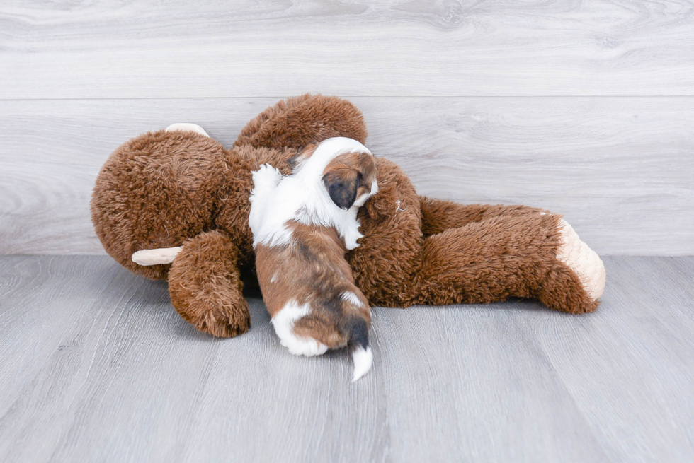 Teddy Bear Pup Being Cute