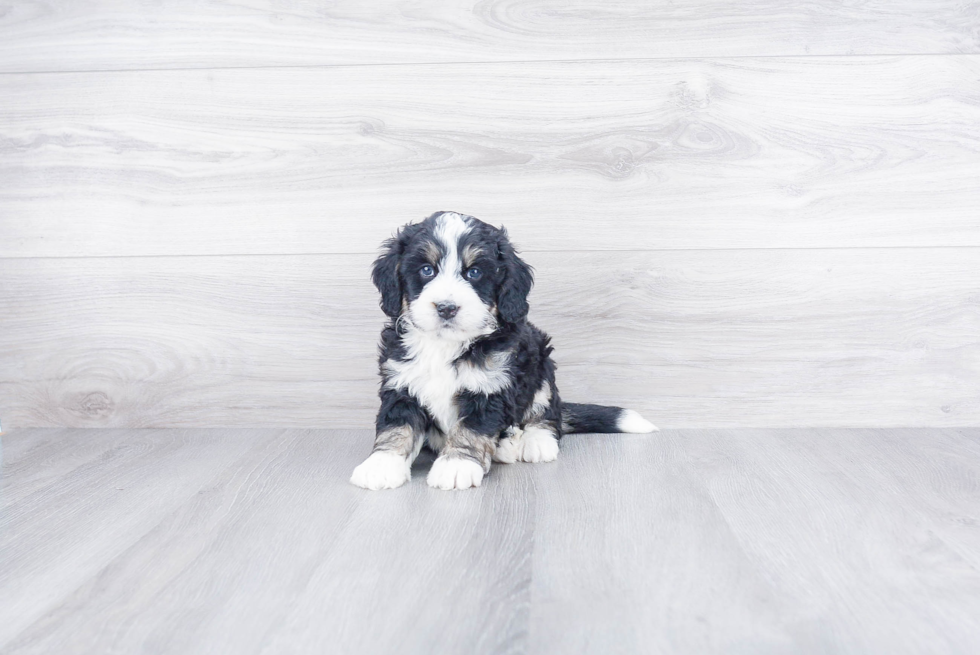 Mini Bernedoodle Pup Being Cute