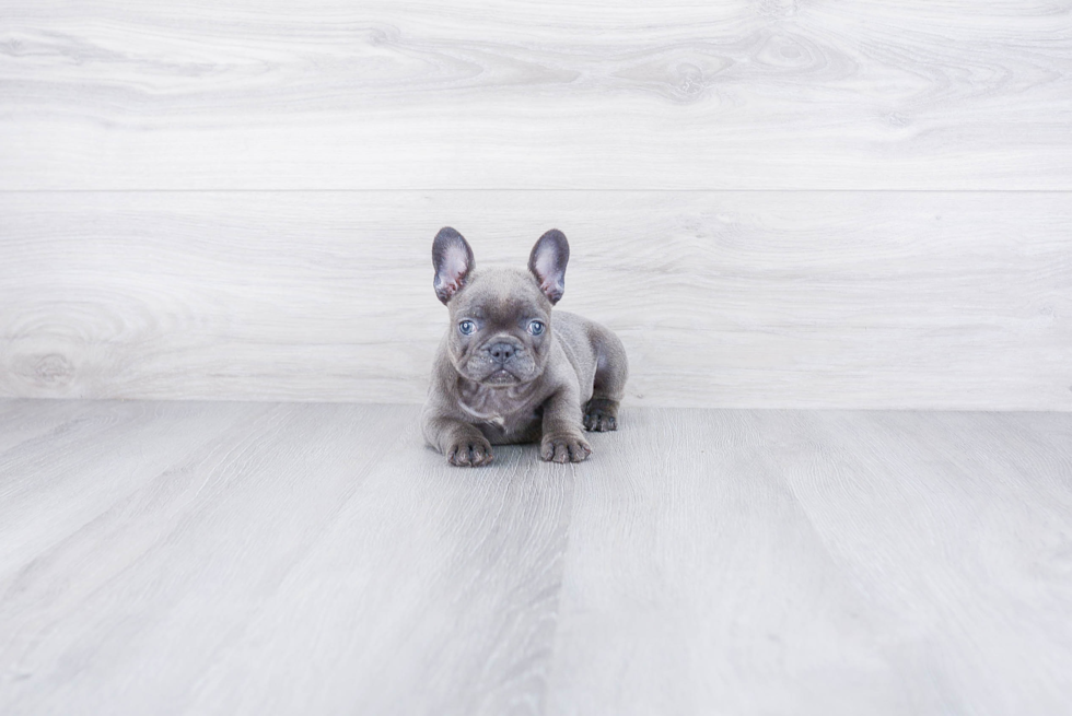 Popular French Bulldog Baby