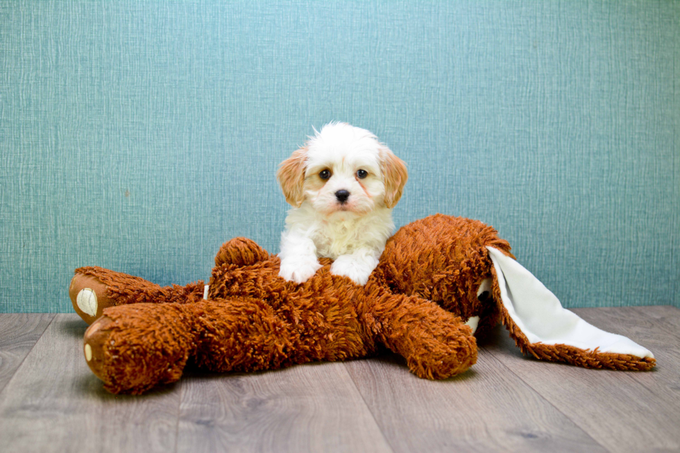 Funny Cavachon Designer Pup