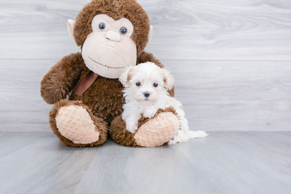 Little Maltese Poodle Poodle Mix Puppy