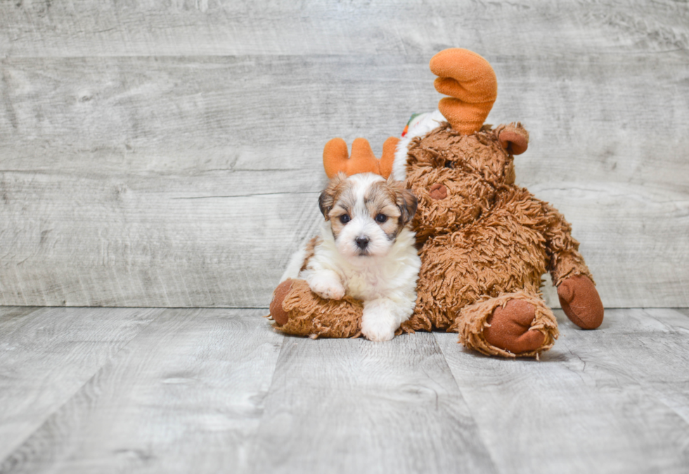 Small Morkie Baby