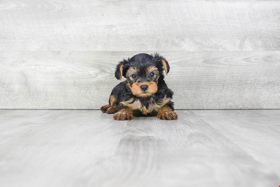 Meet Chandler - our Yorkshire Terrier Puppy Photo 