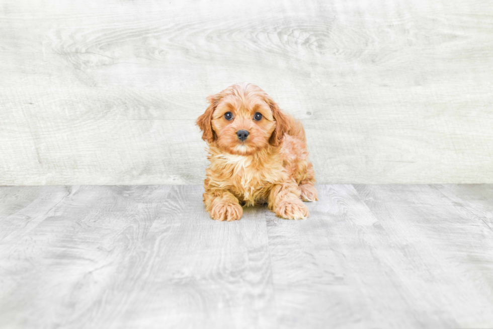 Cavapoo Pup Being Cute