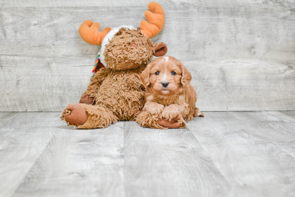 Petite Cavapoo Poodle Mix Pup