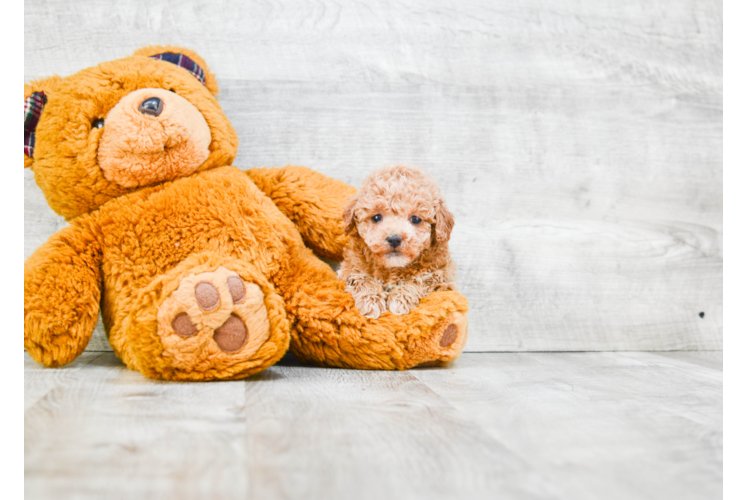 Fluffy Havanese Purebred Puppy