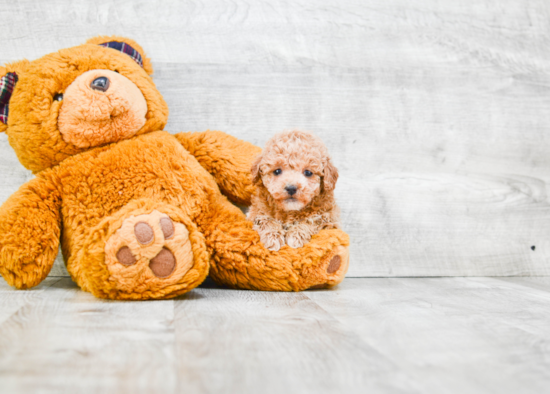 Fluffy Havanese Purebred Puppy