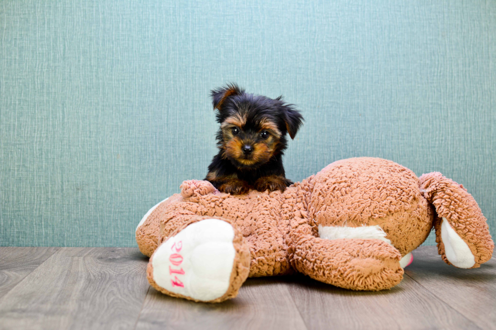 Meet Bella - our Yorkshire Terrier Puppy Photo 