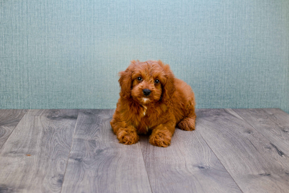 Mini Goldendoodle Pup Being Cute