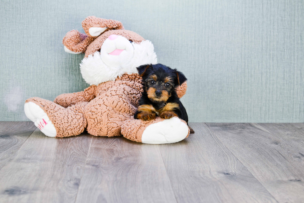 Meet Avery - our Yorkshire Terrier Puppy Photo 