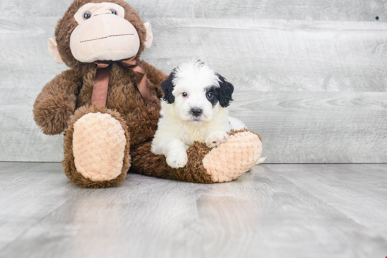 Mini Bernedoodle Puppy for Adoption