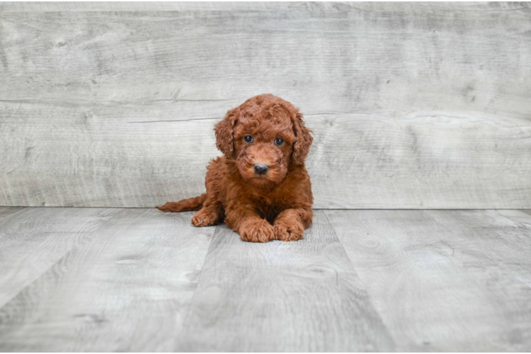 Fluffy Mini Goldendoodle Poodle Mix Pup