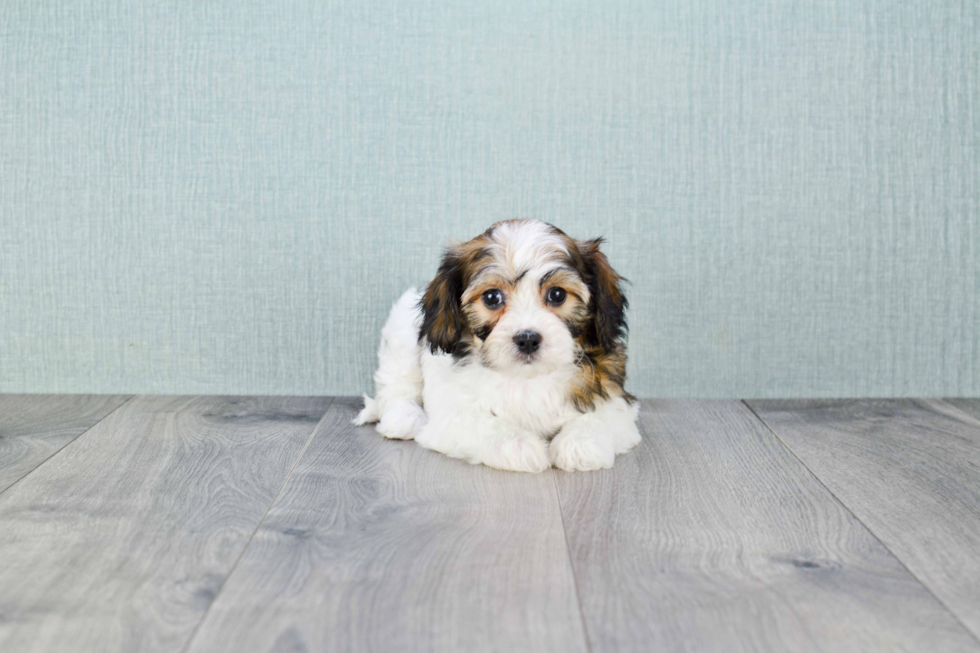 Small Cavachon Baby