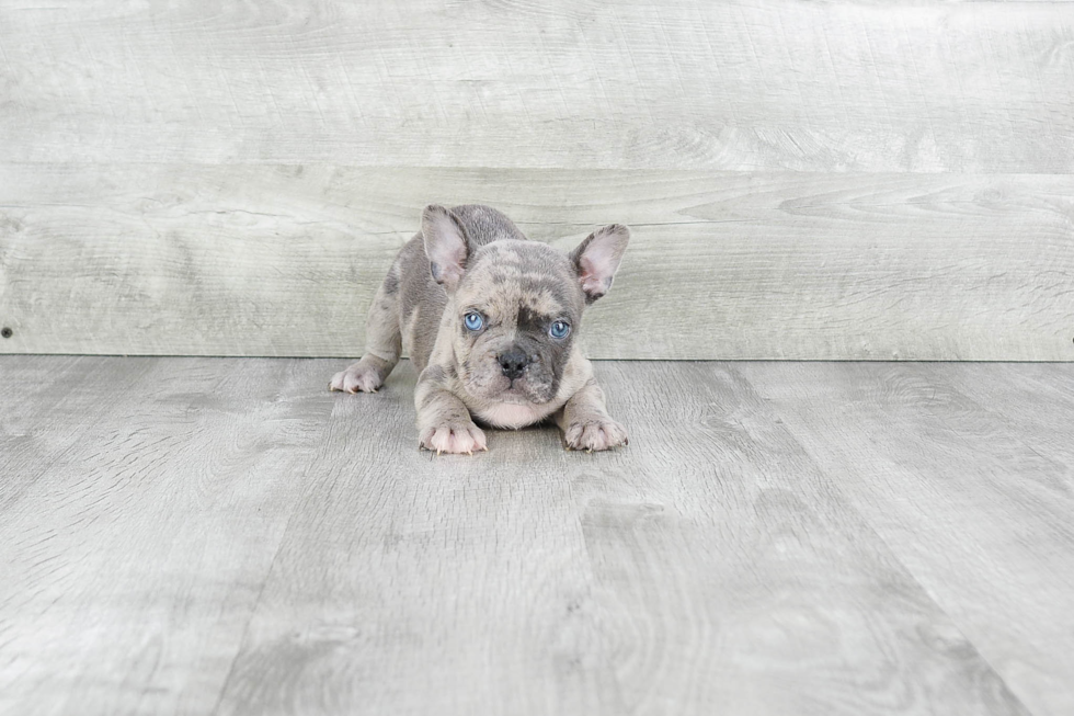 Popular French Bulldog Baby