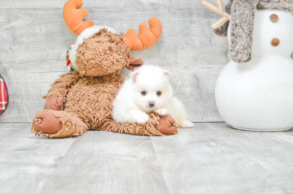 Pomeranian Pup Being Cute