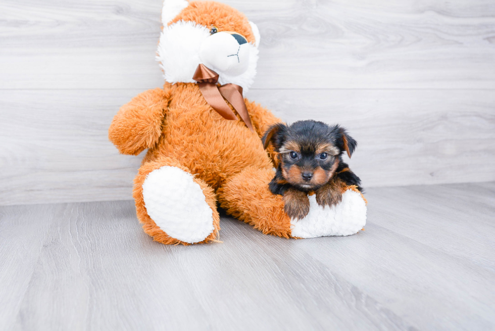 Meet Roscoe - our Yorkshire Terrier Puppy Photo 