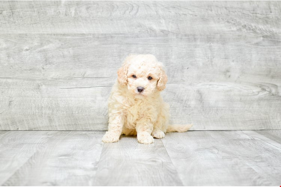 Best Mini Goldendoodle Baby