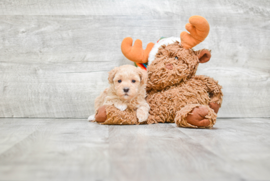 Havanese Pup Being Cute