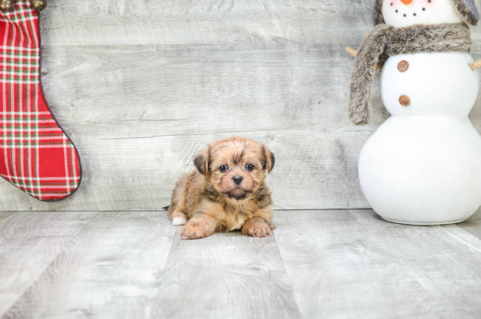 Fluffy Shorkie Designer Pup