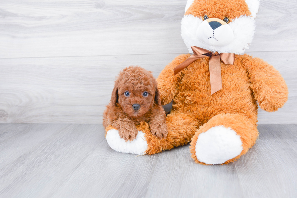 Cavapoo Pup Being Cute