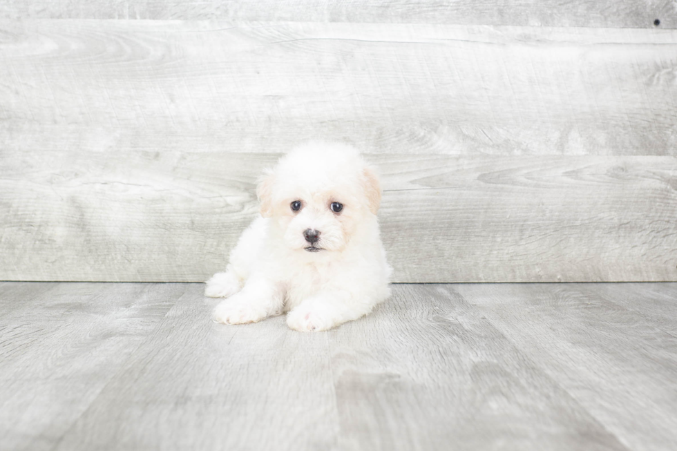 Hypoallergenic Havanese Baby