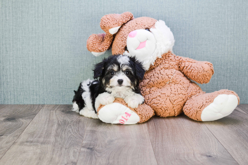 Friendly Cavachon Baby