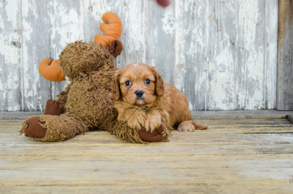 Cavachon Puppy for Adoption