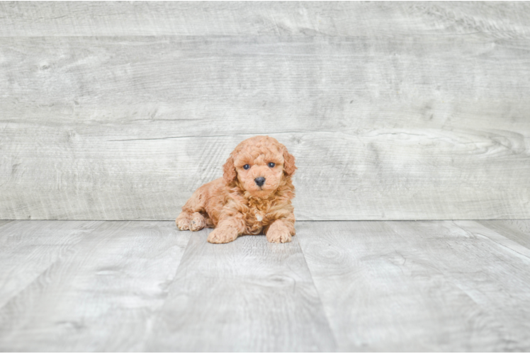 Funny Poodle Baby