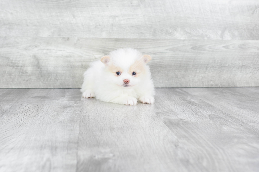 Pomeranian Puppy for Adoption