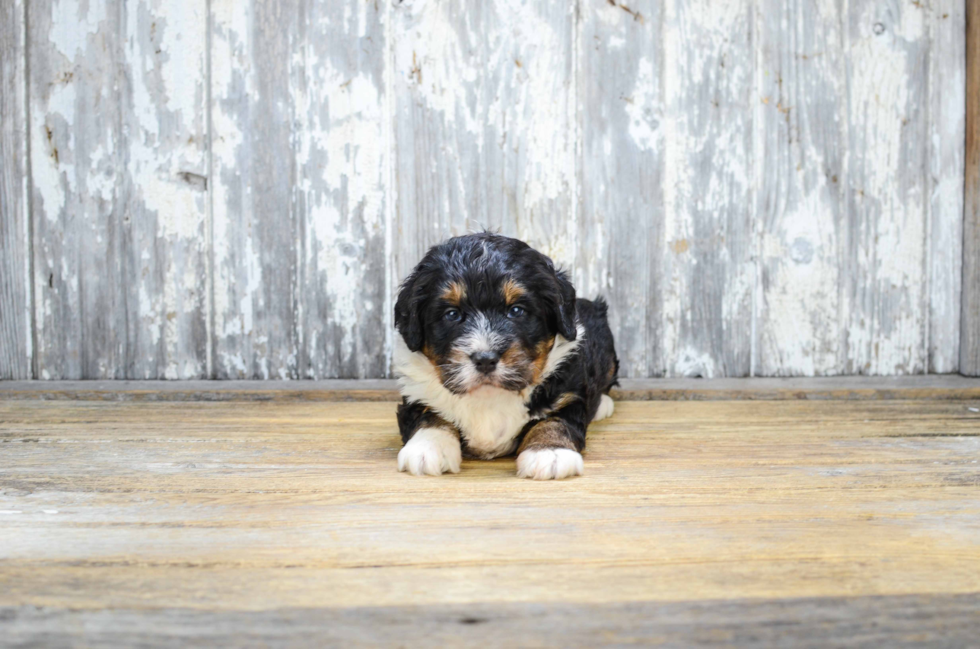 Mini Bernedoodle Puppy for Adoption