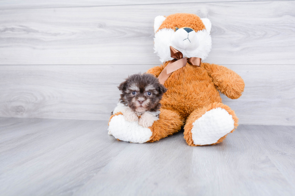 Havanese Pup Being Cute