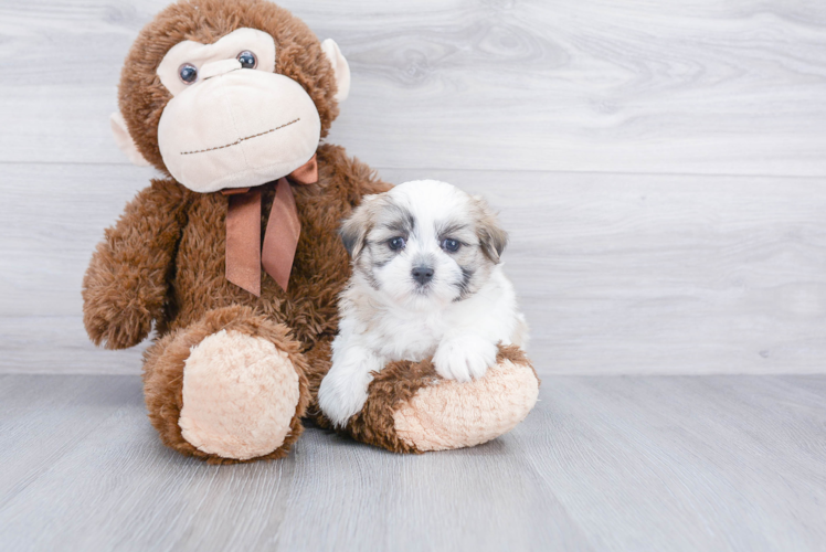 Teddy Bear Pup Being Cute